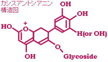 眼精疲労にはカシスポリフェノールたっぷりのサプリメント トレボルカシス をどうぞ カシスには眼精疲労に良いとされる ブルーベリーを超えるアントシアニン が入っています サンプル有り